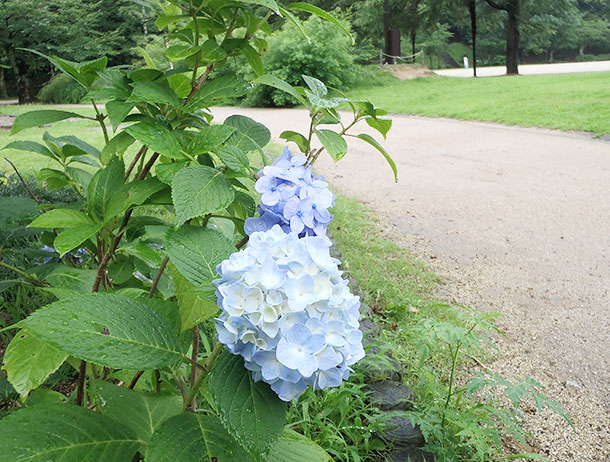 道後公園 ホンアジサイ