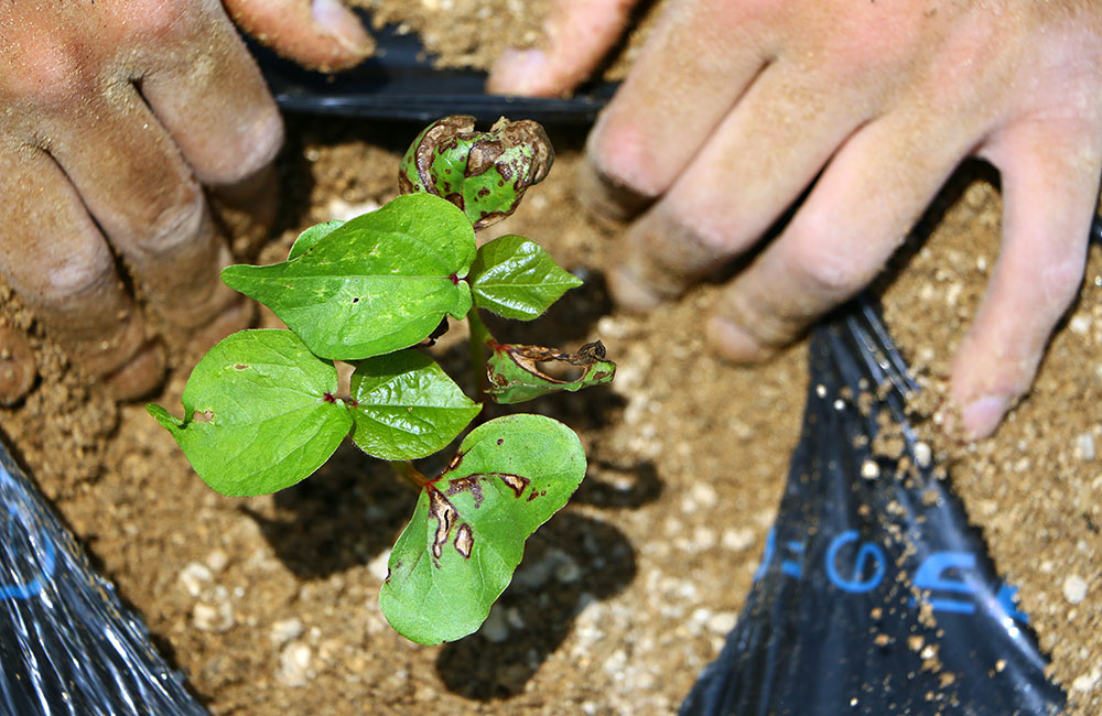 コットン 苗植え