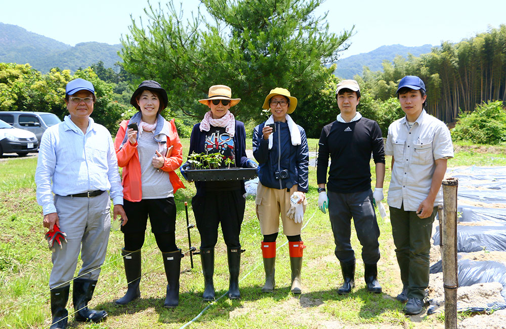 コットン 苗植え