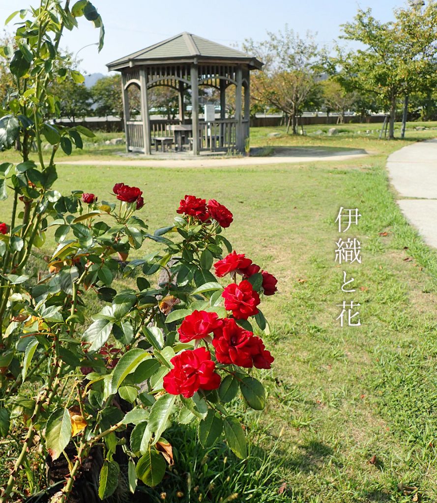 伊織と花　秋バラ