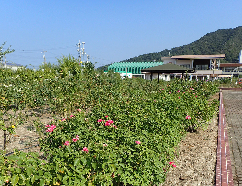 よしうみバラ公園