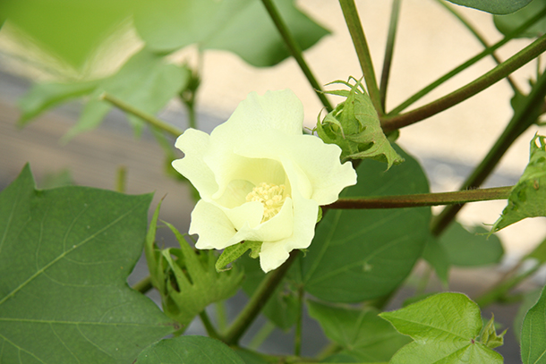 今治のコットン畑　コットンのお花はハイビスカス似