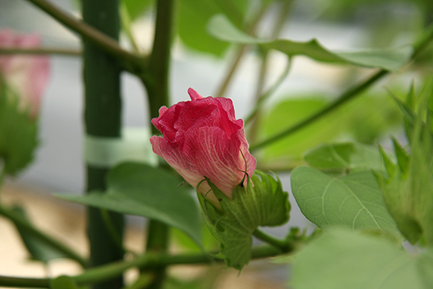 今治のコットン畑　濃いピンクのお花も