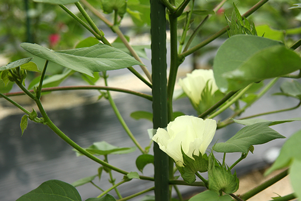 今治のコットン畑　コットンのお花発見