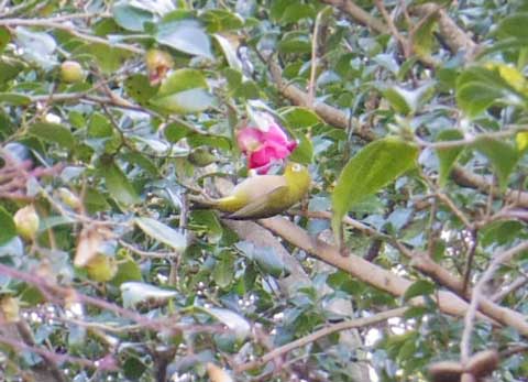 椿の花の蜜を吸うメジロ