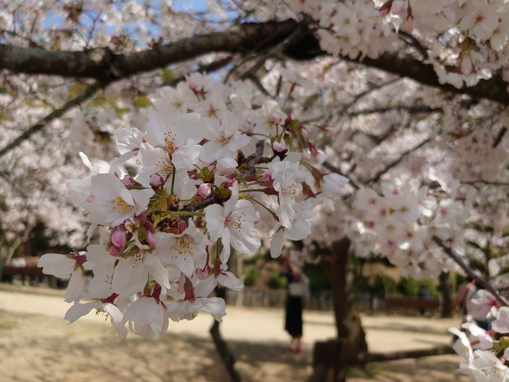 愛媛　道後湯之町店　桜写真