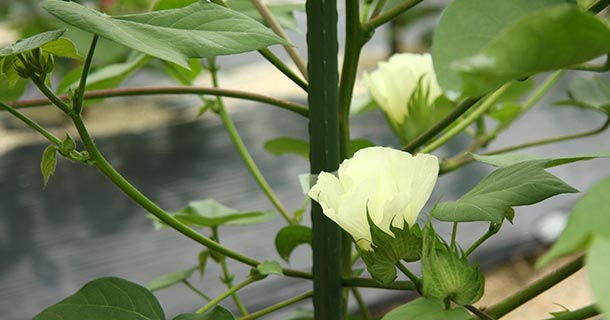 コットン畑　コットンのお花