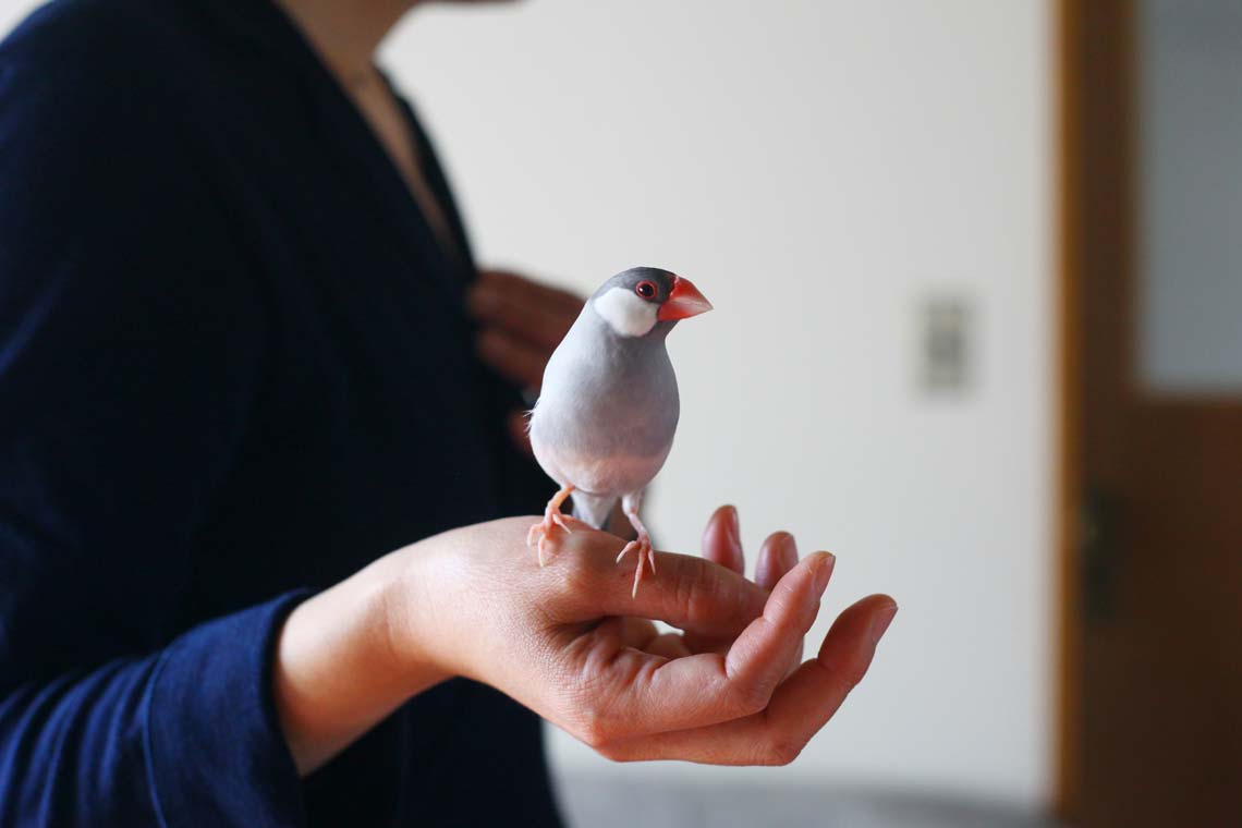 暮らしを楽しむ人とタオル　02　杉浦綾さん　インテリア　文鳥