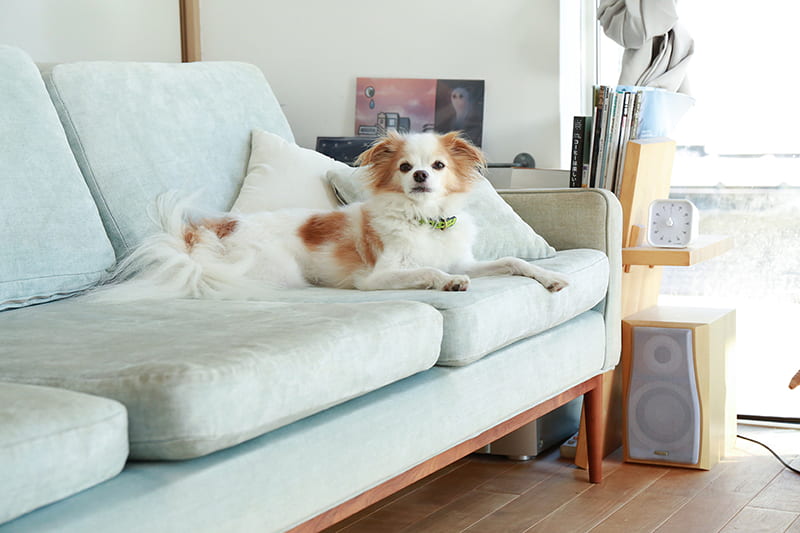 保護犬おいもさん