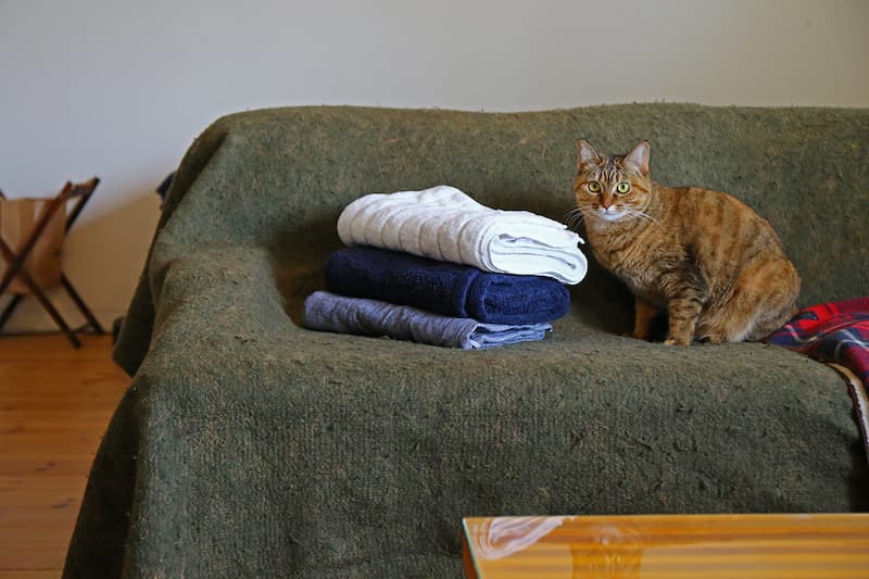 ソファの上のおためしセットバスタオル3枚と猫